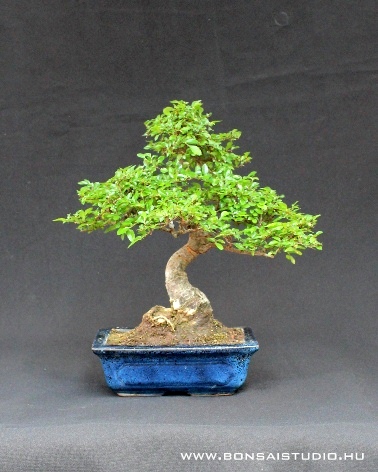 marczika bonsai studio bonsai kinai szil bonsai vásárlás bonsai eladó olcsó bonsai akciós bonsai vásárlás a marczika bonsai studioban ulmus parvifolia kinai szil